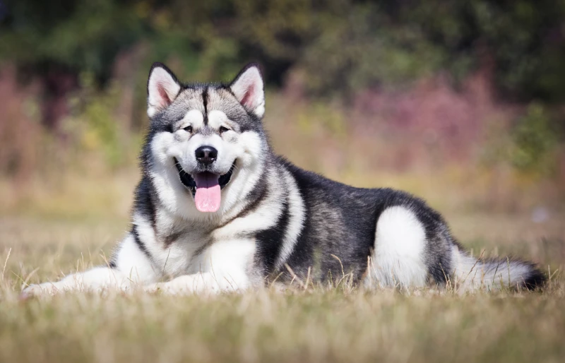 Is an Alaskan Malamute Good With Kids? Behavior & Safety Tips