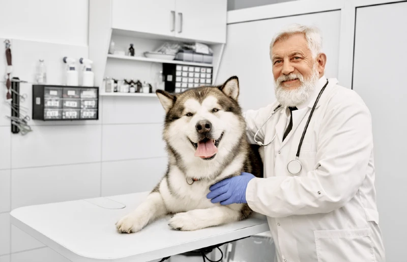 alaskan malamute dog with a veterinarian
