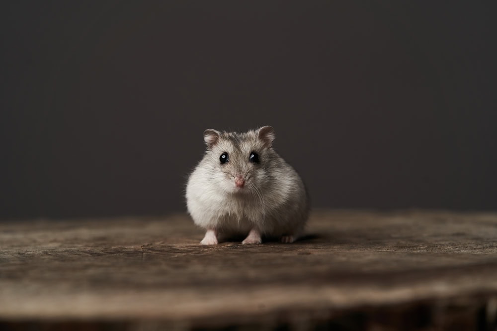 Can Hamsters See in the Dark? Rodent Vision Explained (Vet-Approved)