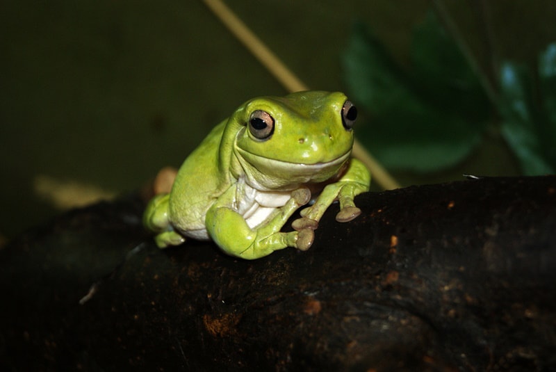 Can Frogs See in the Dark? Vet-Reviewed Facts & FAQ