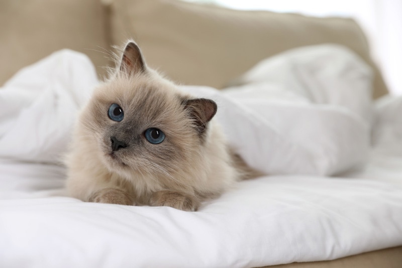9 Pet-Friendly Hotels in Vicksburg, MS (2026 Guide)