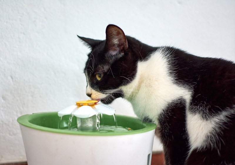 8 Best Cat Water Fountains in 2026 – Reviews & Guide