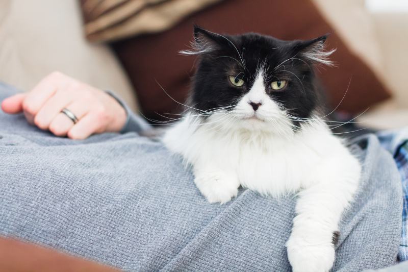 Why Does My Cat Lie on My Stomach? 7 Common Reasons