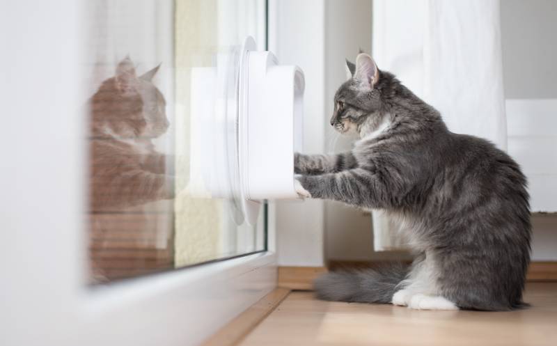 How to Teach a Cat to Use a Cat Door: 5 Simple Steps