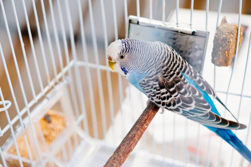 10 Best Parrot Cages – 2026 Reviews & Top Picks