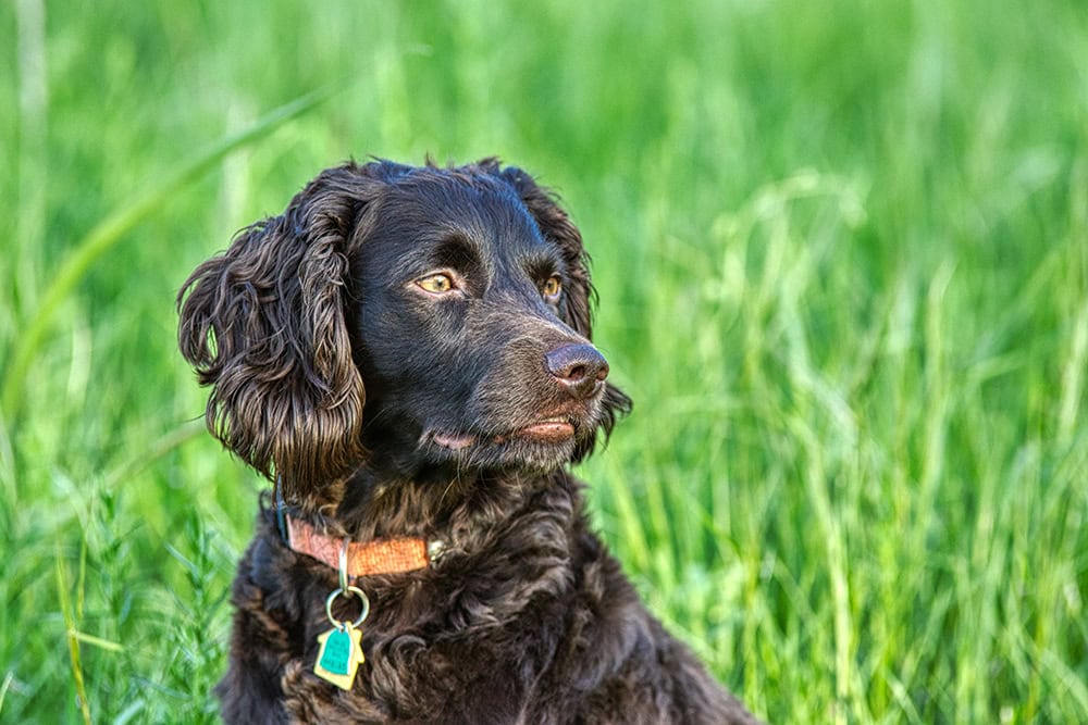 When Is Boykin Spaniel Day? 2026 Update & Historical Facts