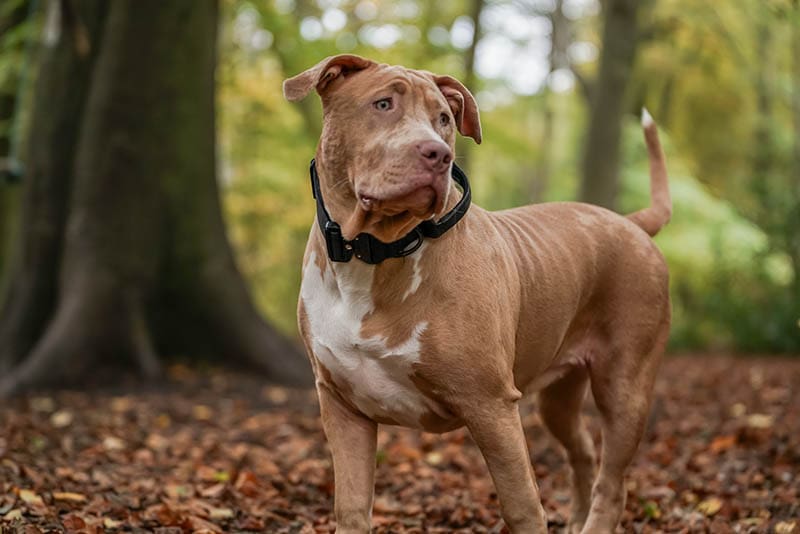 Is an American Bully a Pitbull? Facts, Breed Comparison & Adoption Tips