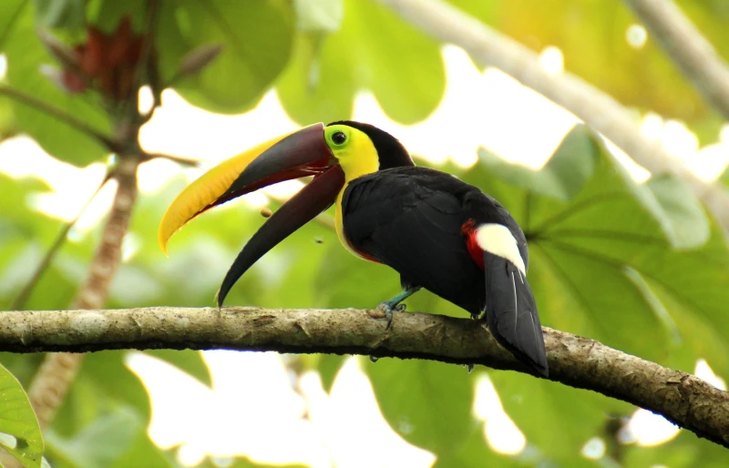 brown back toucan bird on a tree branch