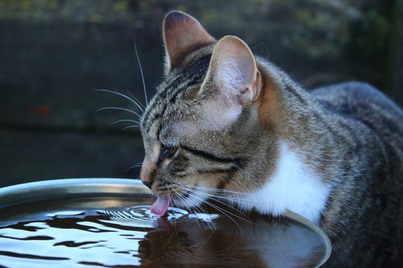 How Do Cats Drink Water? The Differences to Humans & Dogs