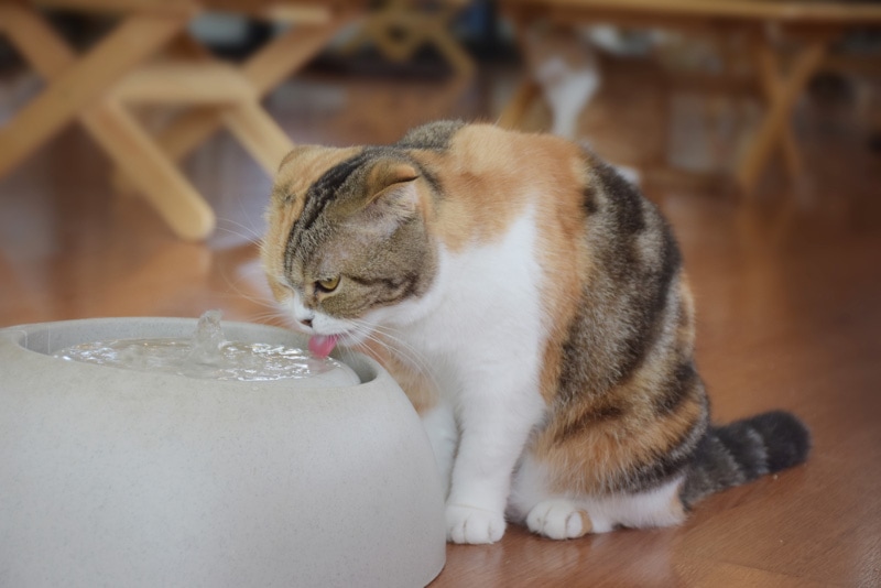 How to Hydrate Your Cat: Food & Water Advice