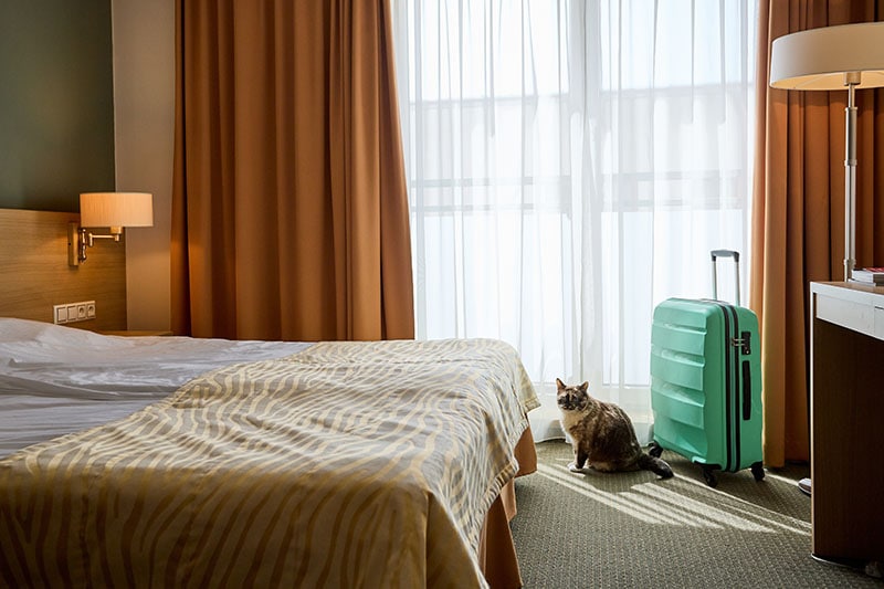 10 Pet Friendly Hotels in Gainesville, Florida: 2026 Guide
