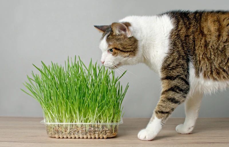 21 Plants That Are Safe for Cats (To Have Around Your House)