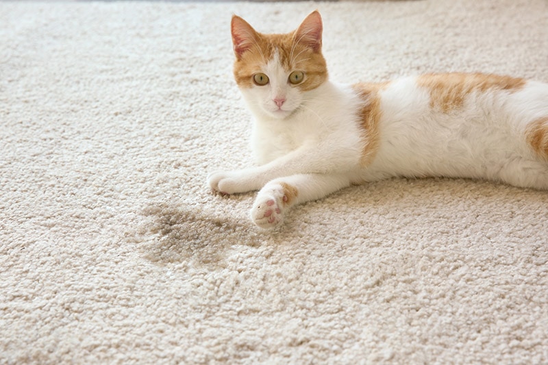 9 Best Carpet Cleaners for Cat Urine - 2026 Reviews & Top Picks
