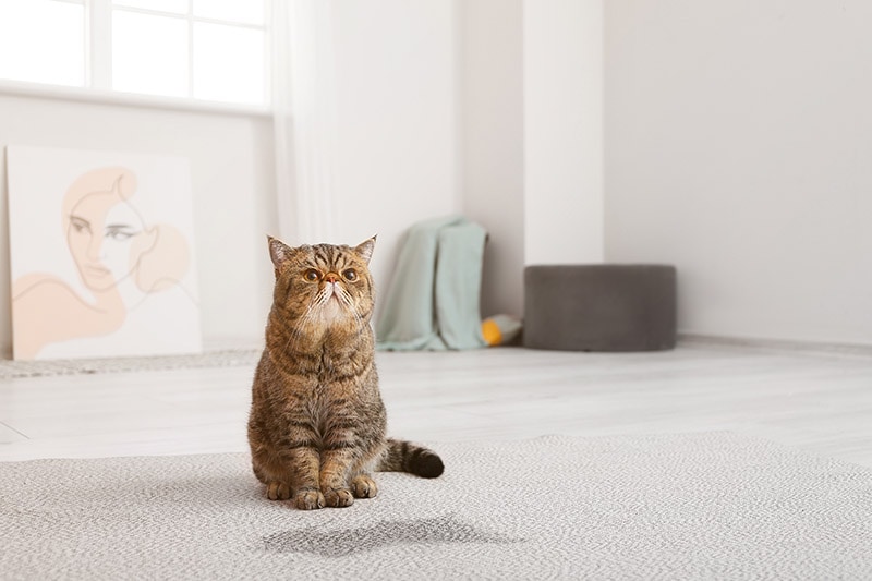 How to Stop a Cat From Peeing On the Carpet: 9 Vet-Approved Tips & Advice