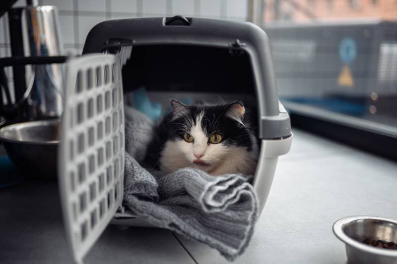 10 Best Modern Cat Carriers That Look Great - 2026 Reviews and Top Picks