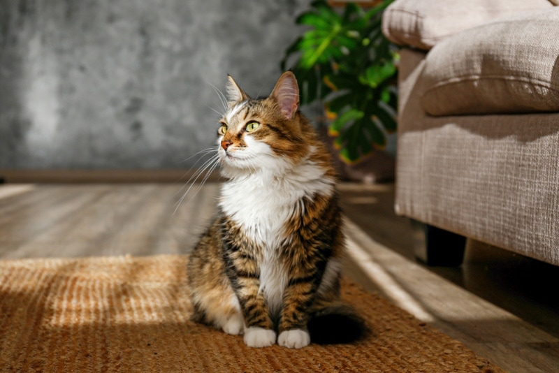 Why Do Cats Sit on Their Toys? 10 Possible Reasons