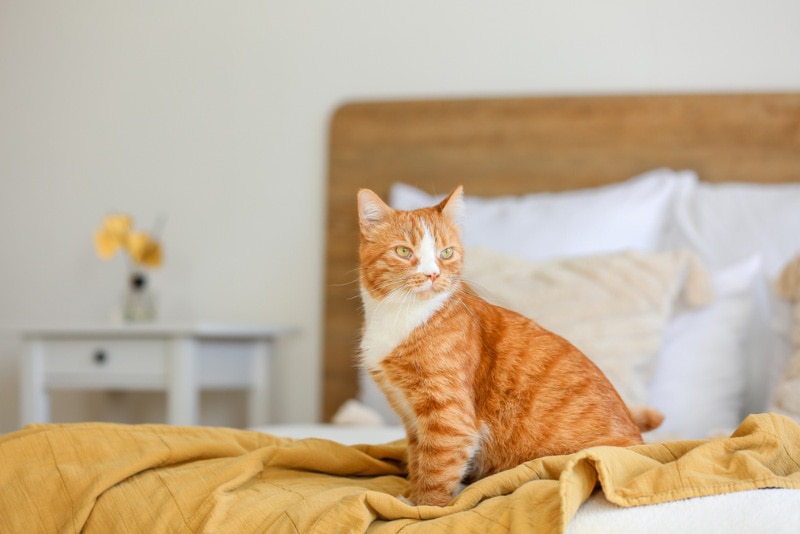 10 Pet-Friendly Hotels in Amarillo, Texas (2026 Guide)