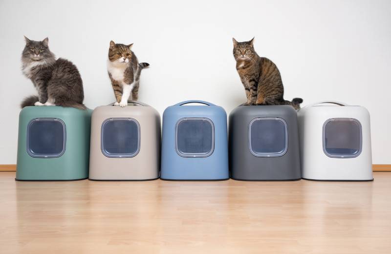 cats on top of their litterboxes