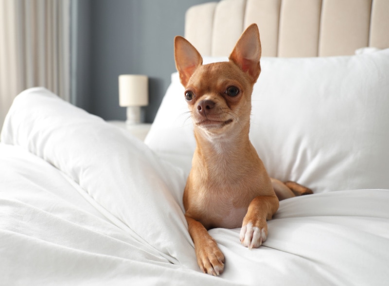 10 Pet Friendly Hotels in Key West, FL (2026 Guide)