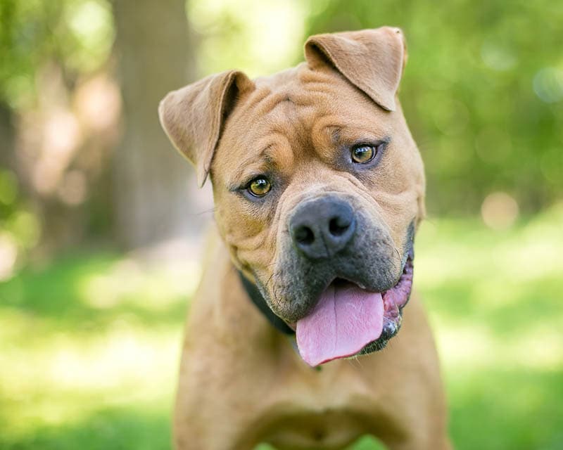 Box-a-Shar (Boxer & Shar Pei Mix): Info, Pictures, Characteristics & Facts