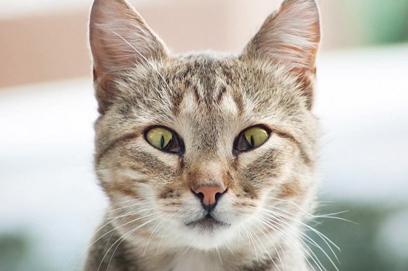 Why Is My Cat’s Third Eyelid Showing? 10 Vet-Reviewed Reasons