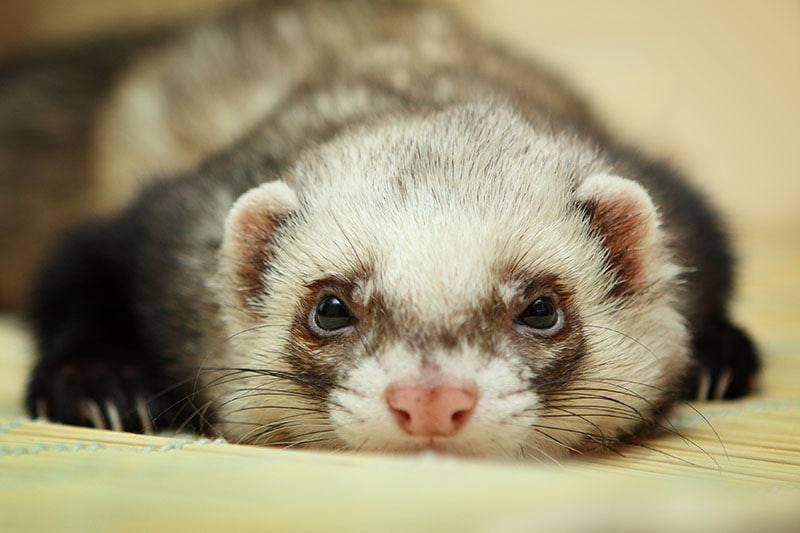 Can Ferrets Get COVID-19? Vet-Approved Facts & Care Tips