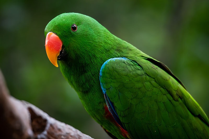 How Long Do Eclectus Parrots Live: Vet Reviewed Average Lifespan, Data & Care