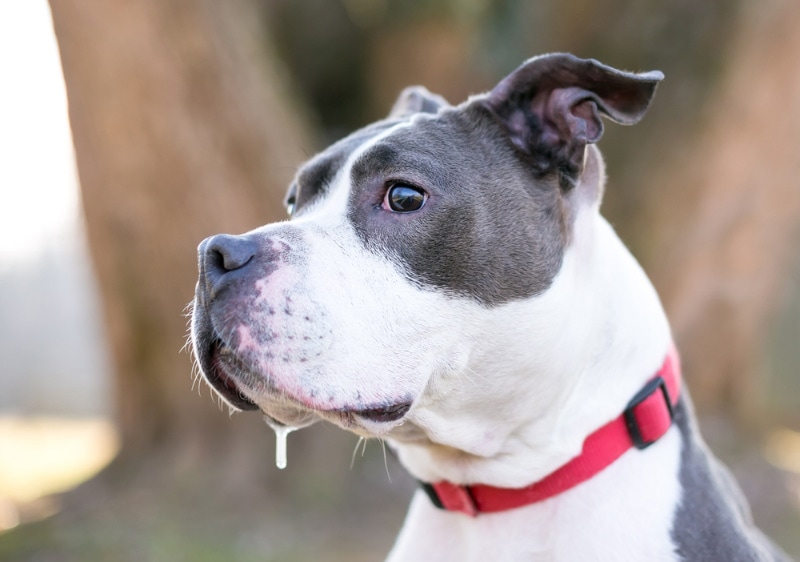 How to Stop Dog Drooling: 7 Tips to Consider