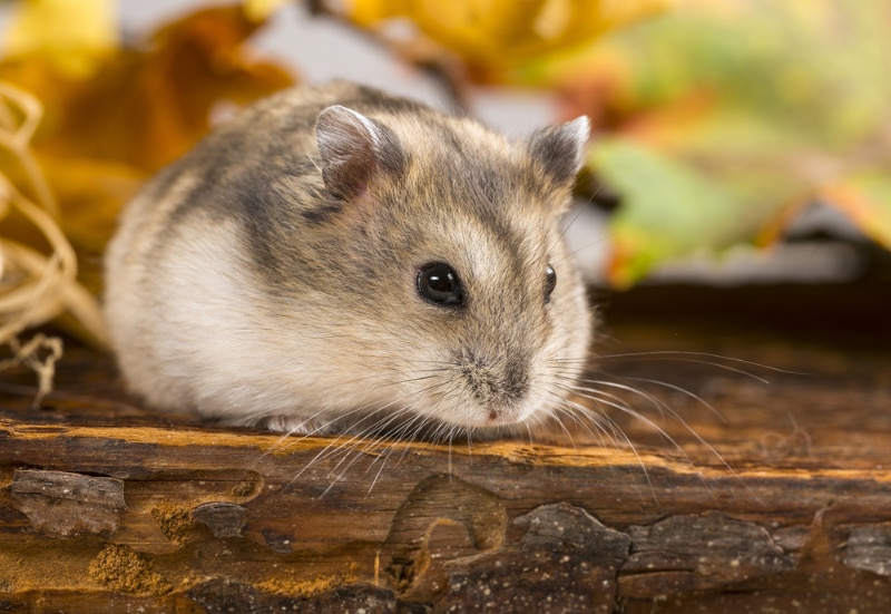 Can Hamsters Survive in the Wild? Domestic Rodent Facts