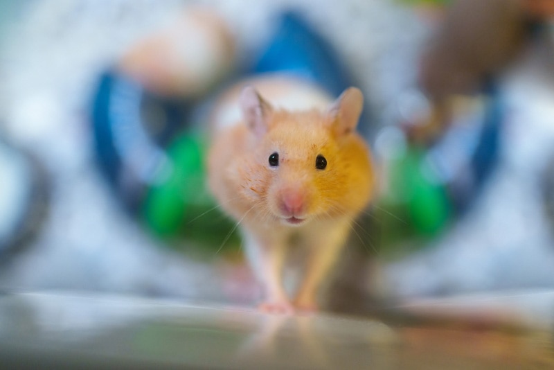 How to Train a Hamster: Basic Commands & Tips