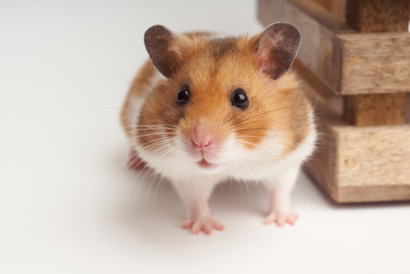 Hamster Eyesight 101: Vet-Verified Vision Facts