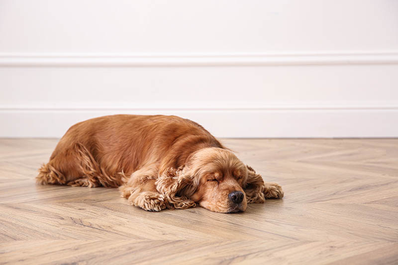 cocker spaniel dog sleeping on the floor in superman position