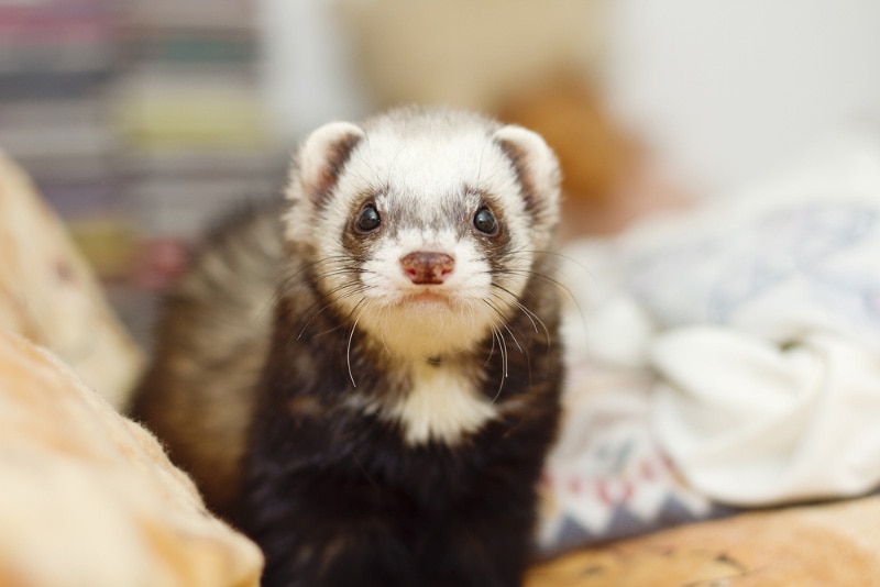 Why Is My Ferret Sneezing? 4 Vet-Reviewed Reasons