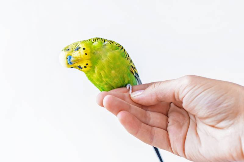 Can You Potty Train a Parrot? 6 Vet-Reviewed Tips & Advice