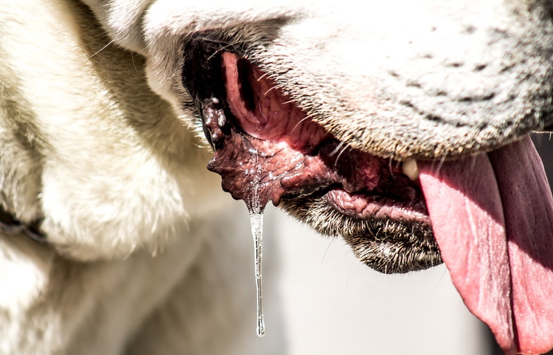Why Does My Dog Drool in the Car? 4 Vet Approved Reason & Traveling Tips