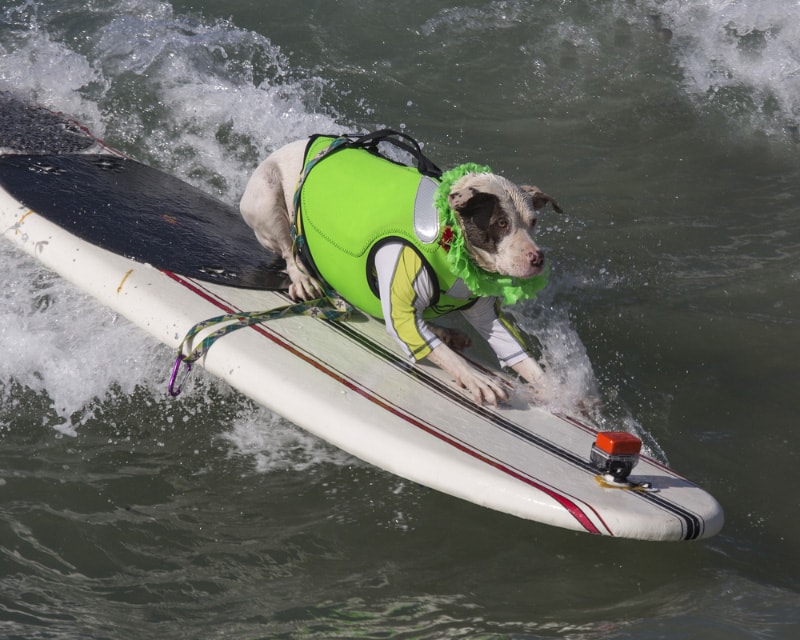 Surfing Dogs: How to Teach Dogs to Surf