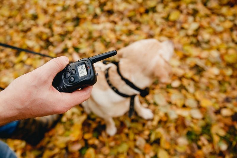 10 Best Dog Training Collars With Remotes - 2026 Reviews & Top Picks