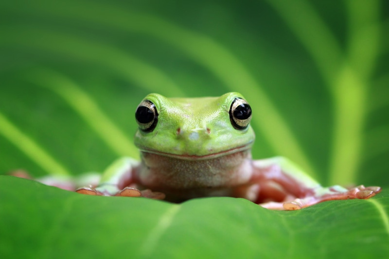 20 Greatest Frog Characters of All Time