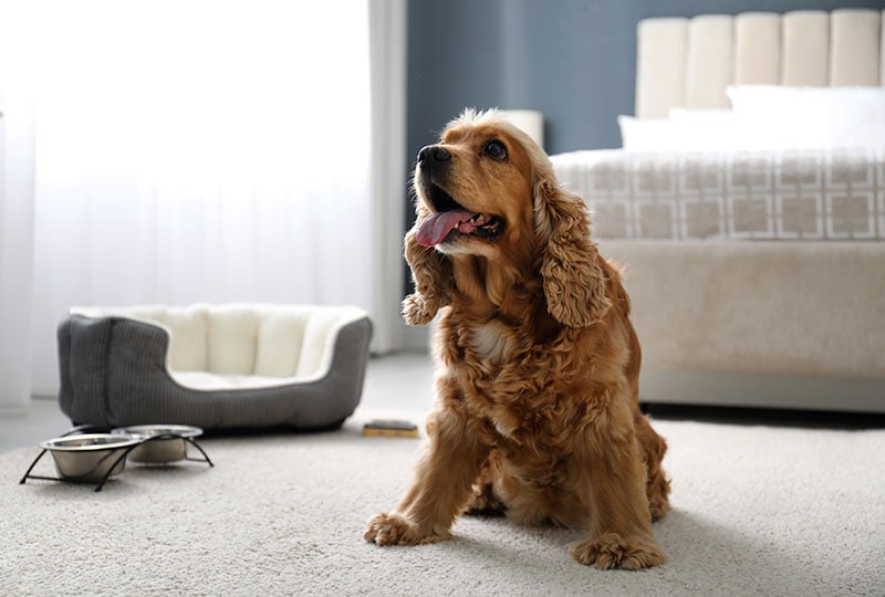 15 Pet Friendly Hotels in Orlando (Updated In 2026)