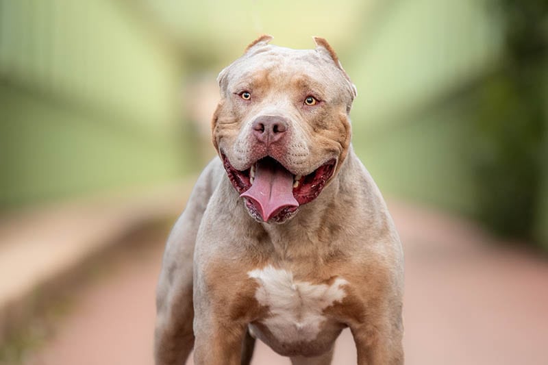 American Bully XL: Facts, Origin & History (With Pictures)