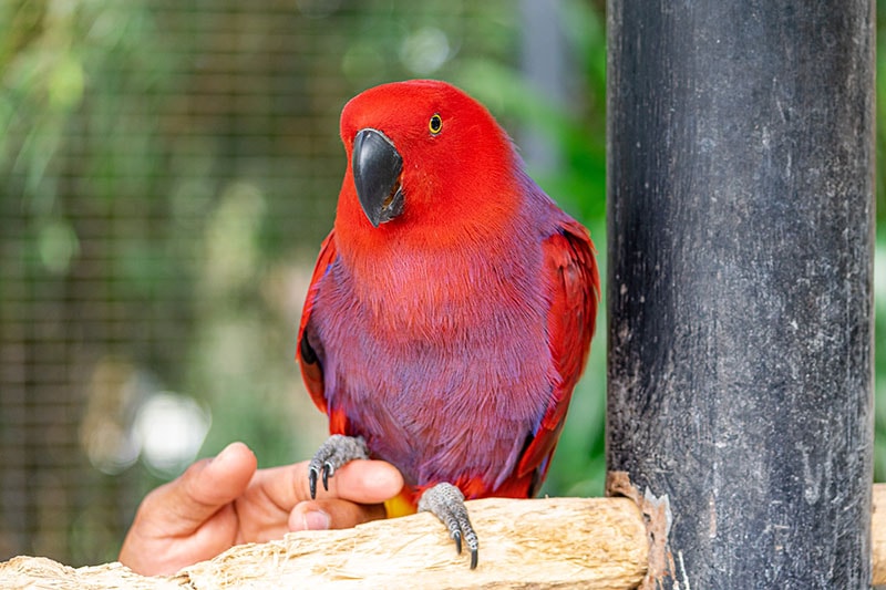 How to Take Care of a Parrot: 12 Vet-Approved Tips