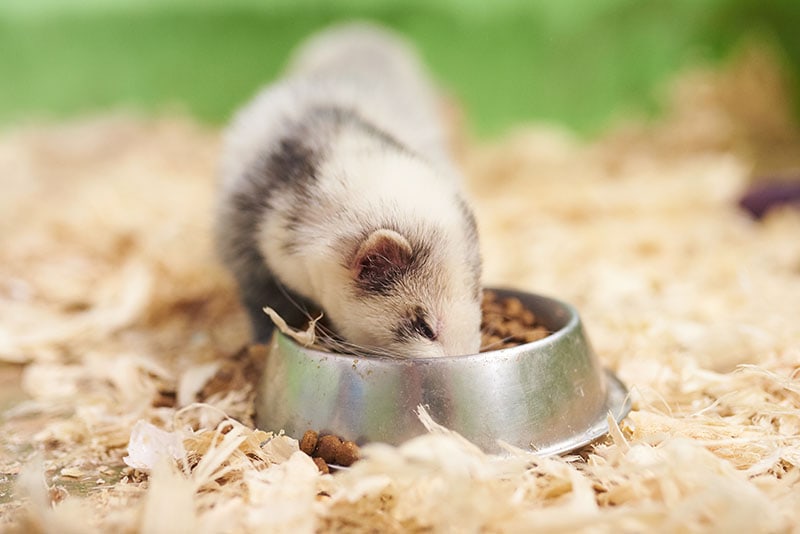 What Do Ferrets Eat? Vet Approved Dietary Advice