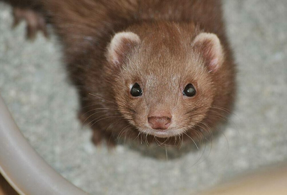 Are Ferrets Nocturnal? Vet-Verified Sleeping Pattern Info