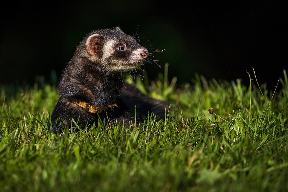 Can Ferrets See in the Dark? Vision & Behavior Explained
