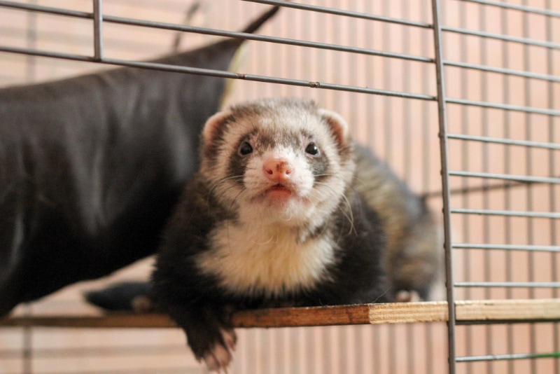 Do Ferrets Need a Cage? Important Care Tips