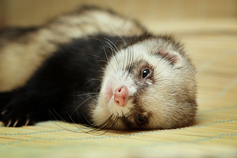 Why Does My Ferret Randomly Lay Down? 5 Likely Reasons