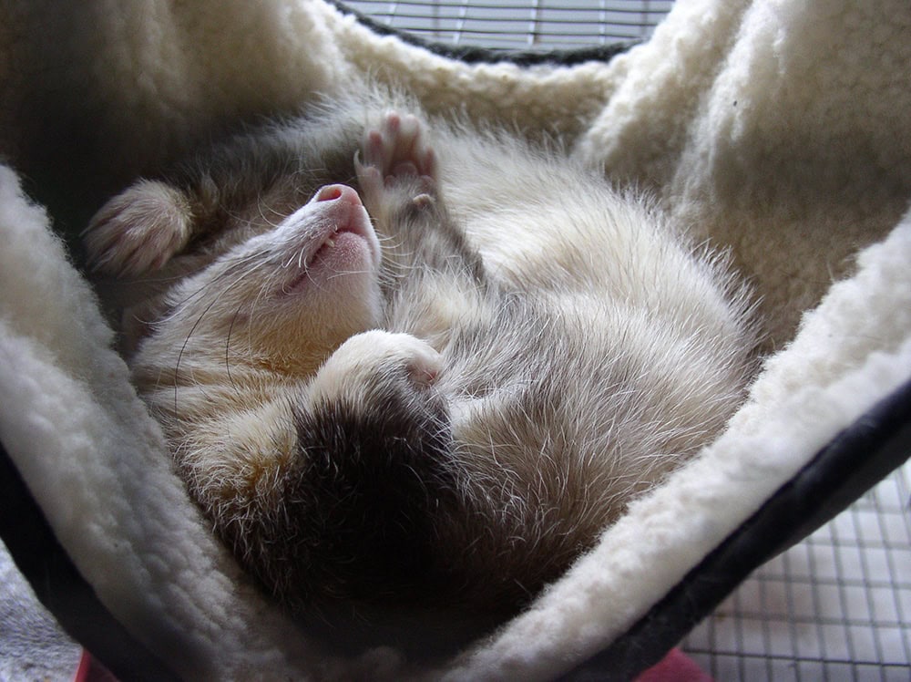 Do Ferrets Hibernate? Vet-Reviewed Reasons, Behavior & FAQ