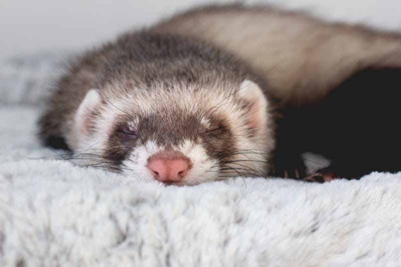How Long Do Ferrets Sleep? Vet-Reviewed Sleeping Habits Explanation