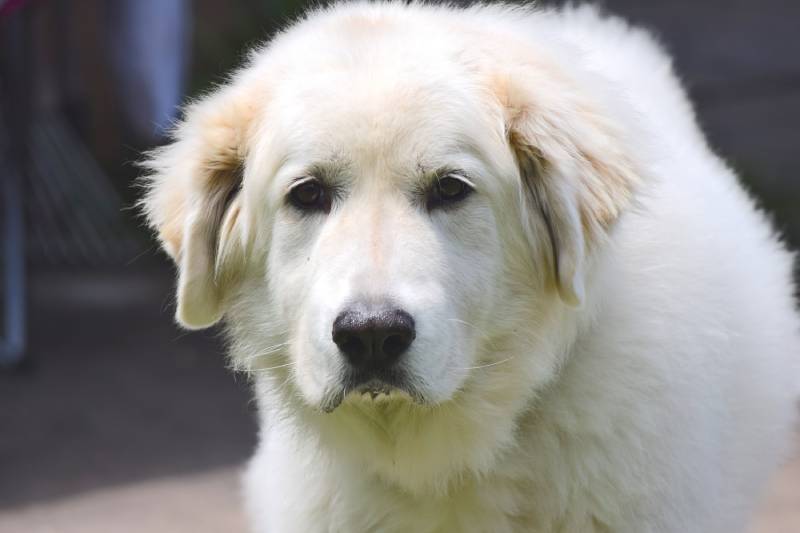 How Long do Great Pyrenees Live? Vet Reviewed Average Lifespan, Data & Care