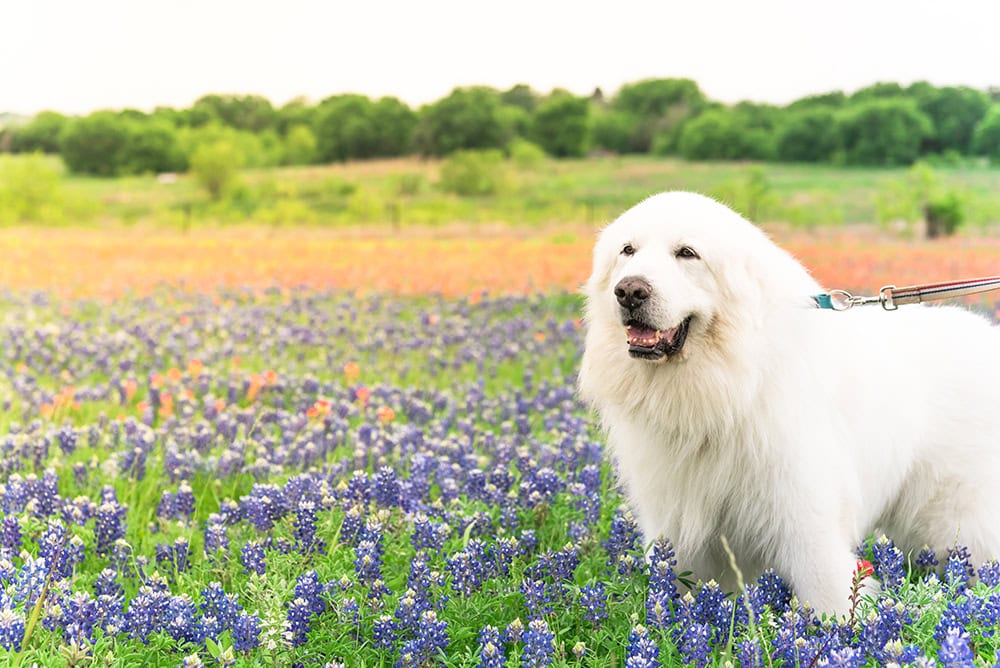 Are Great Pyrenees Aggressive? Important Facts & Prevention Tips